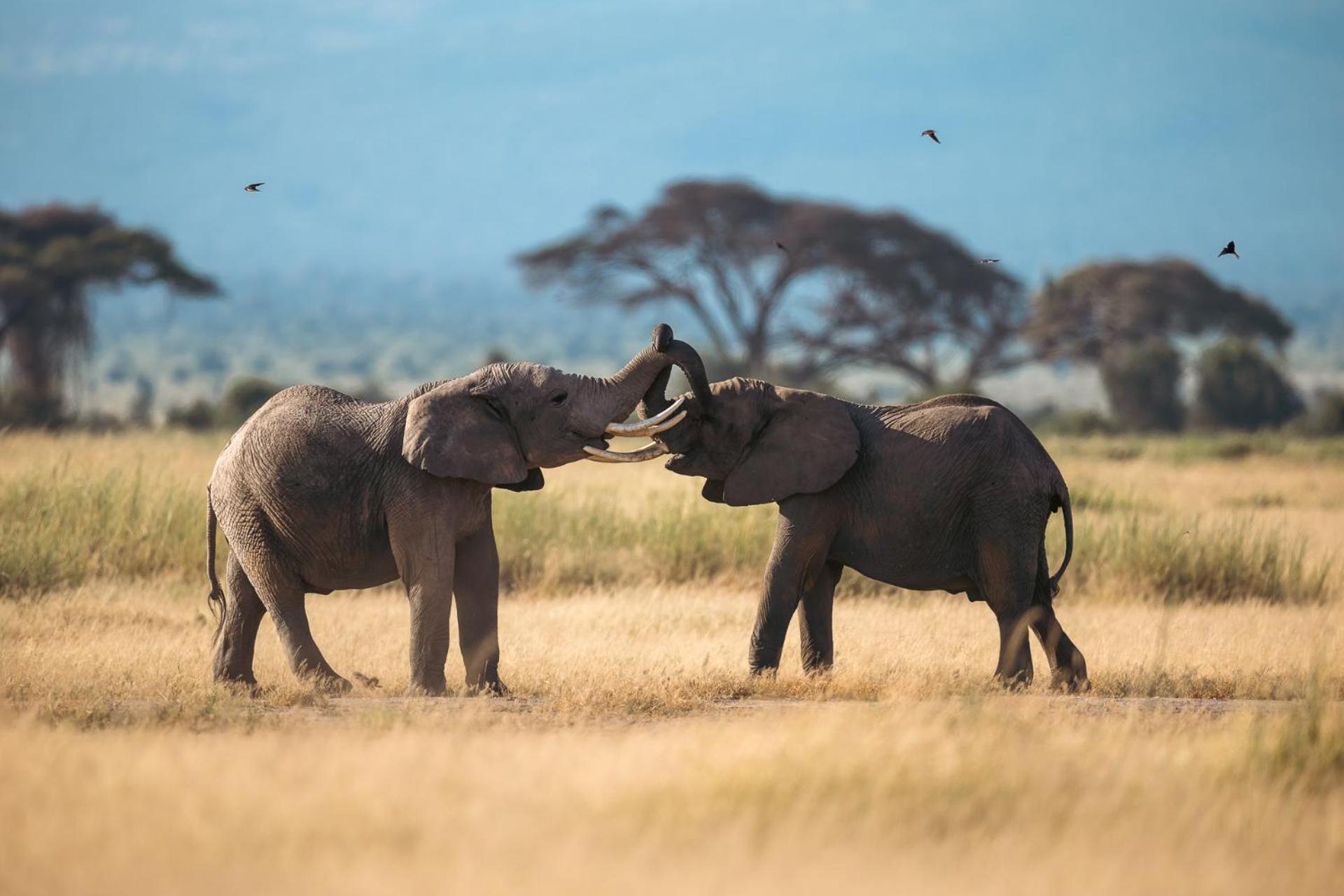 Oloitokitok Kilimanjaro View Cabin-Amboseli חדר תמונה