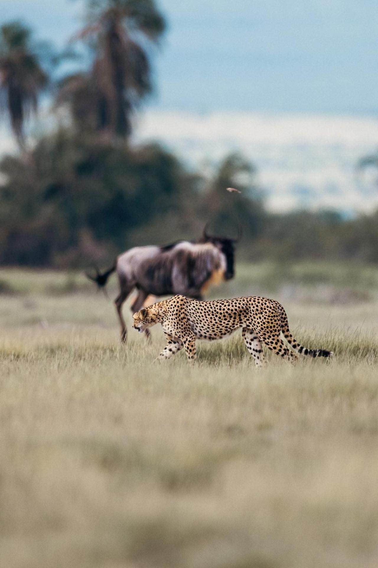 Oloitokitok Kilimanjaro View Cabin-Amboseli חדר תמונה