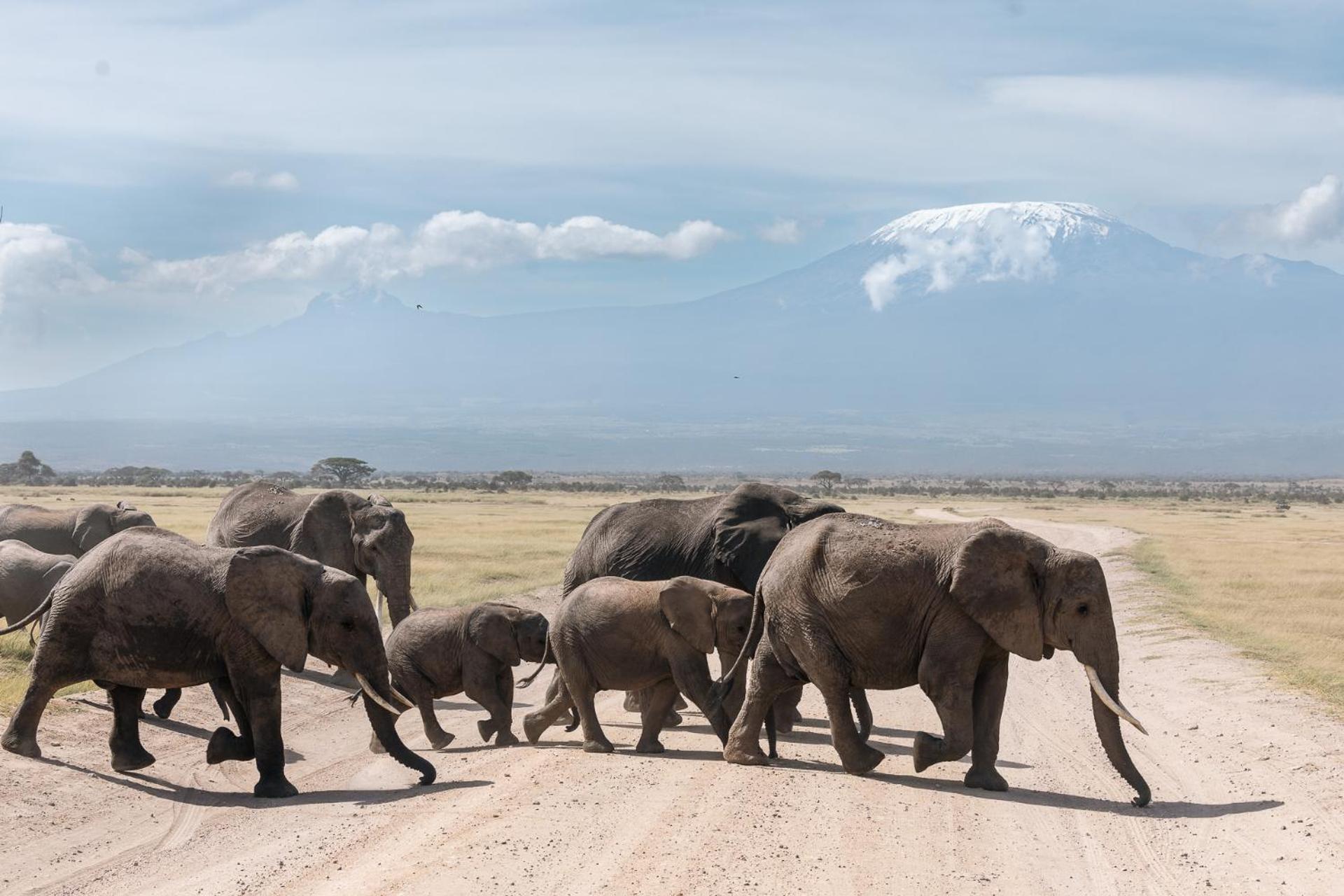 Oloitokitok Kilimanjaro View Cabin-Amboseli חדר תמונה